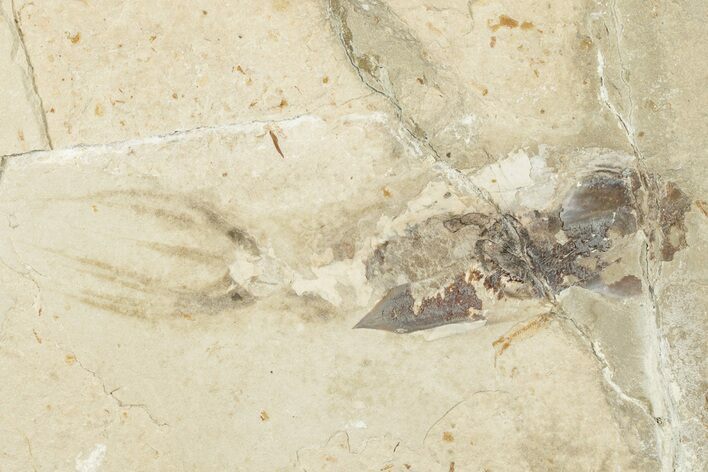 Cretaceous Fossil Squid with Tentacles & Ink Sac - Pos/Neg #201349